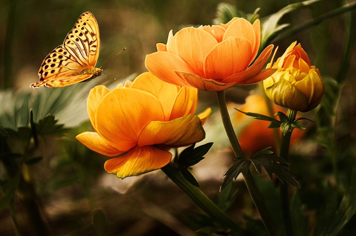 Do Butterflies Have a Spiritual Meaning in the Bible